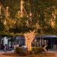 Gregory Street Tree, North Ward