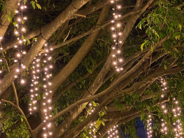 Giru_Tree_2